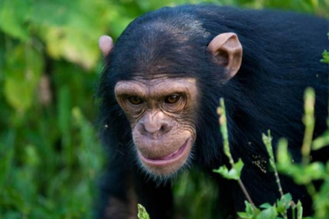 Rwanda 3 Day Gorilla & Chimpanzee Trekking tour