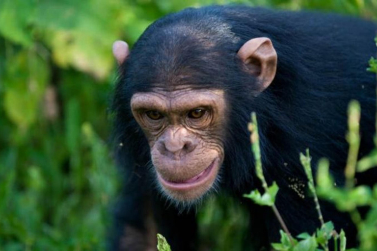Rwanda 3 Day Gorilla & Chimpanzee Trekking tour