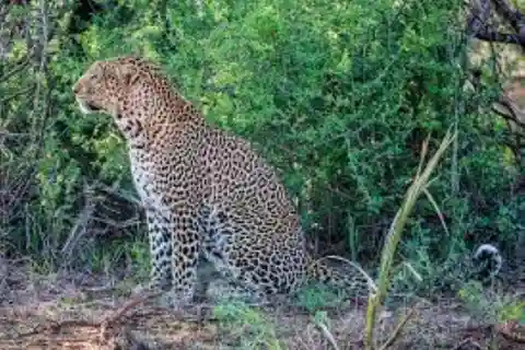 Safari privado de una noche al Campamento Severin desde Mombasa