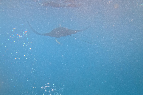 Nusa Penida: Afternoon Manta Snorkeling & Kelingking Sunset Afternoon Manta Snorkeling & Kelingking Sunset with Transfer