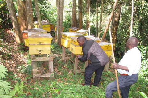 Kikambala: Beekeeping Tour with Honey Tasting & Pickup
