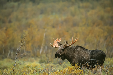 Estocolmo: safari de especies salvajes con cena de fogataEstocolmo: safari de animales salvajes con cena de fogata