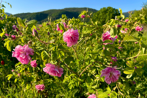 Sofia:The Highlights of Bulgaria - Rose Valley and Buzludzha