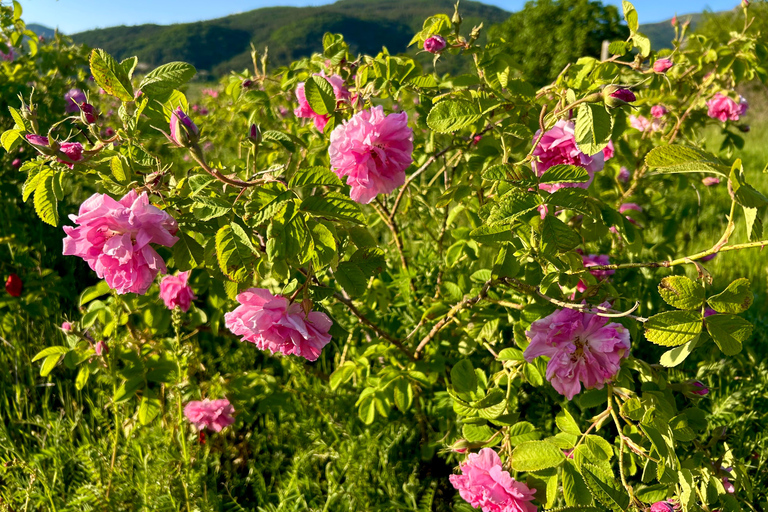 Sofia:The Highlights of Bulgaria - Rose Valley and Buzludzha