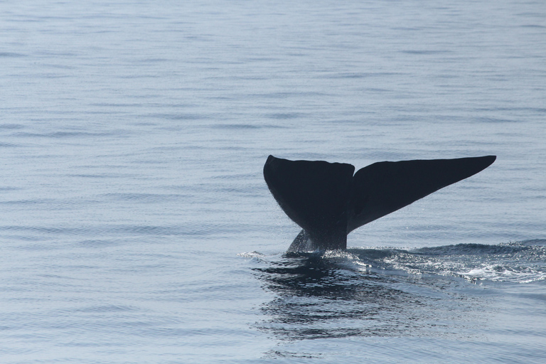 Observation de baleines et de dauphins – Tour privé en bateau à moteur