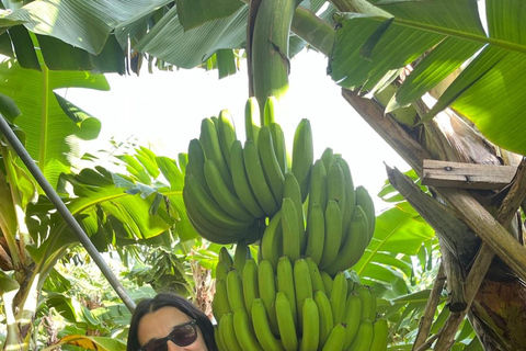 Madeira: Banana Plantation Guided Tour with Tasting