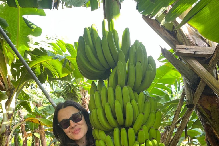 Madeira: Banana Plantation Guided Tour with Tasting