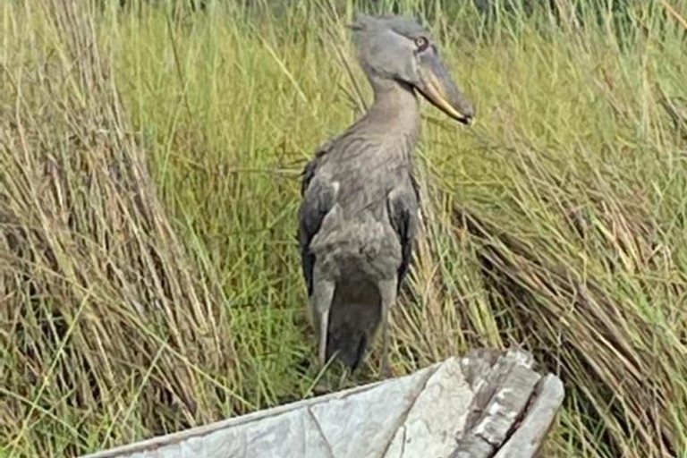 Entebbe: Private Mabamba Swamp Shoebill Birding Tour