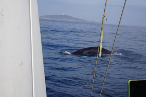 Exclusive Whale Watching Tour in Rio de Janeiro