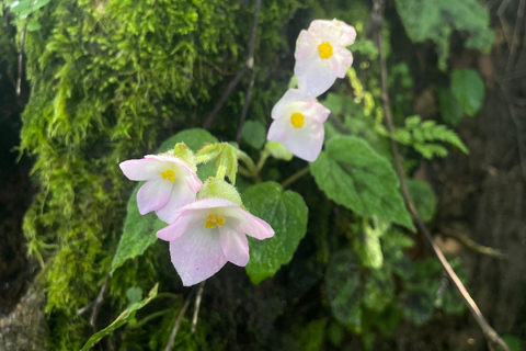 From Kathmandu: 3-Day Lumbini Trip