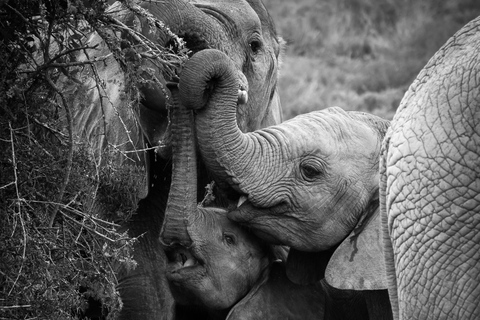 Addo Elephant National Park All Inclusive heldagssafariStandardtur