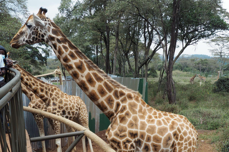 Visite du parc national et de la ville de Nairobi