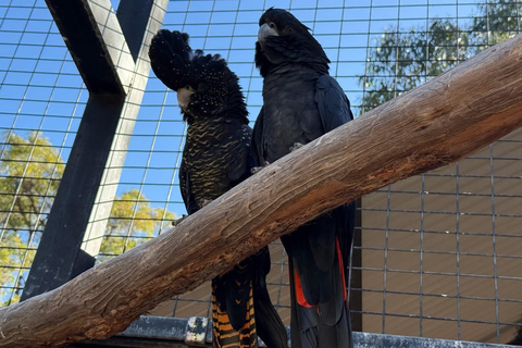 Perth: Kaarakin Black Cockatoo Conservation Tour & Hike