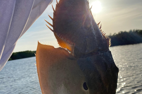 Rio Lagartos et Las Coloradas : EcoSafari Flamingo DeluxRio Lagartos et Las Coloradas : EcoSafari Flamingo Deluxe