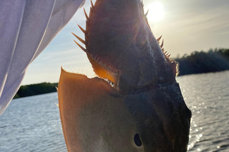 Rio Lagartos et Las Coloradas : EcoSafari Flamingo DeluxRio Lagartos et Las Coloradas : EcoSafari Flamingo Deluxe