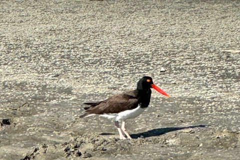 2 timmars privat flodkryssning med stopp vid Morris Island