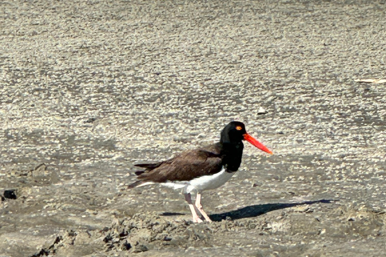 2 uur privé boottocht op de rivier met stop bij Morris Island