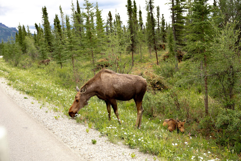 Denali in a Day – Full-Day Sightseeing Package