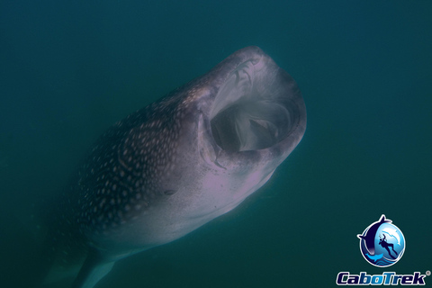 Whale Shark Experience