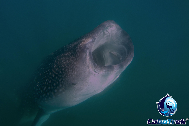 Whale Shark Experience