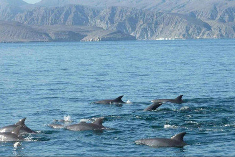 Salalah: Swimming with Dolphins with Lunch &amp; Pick up