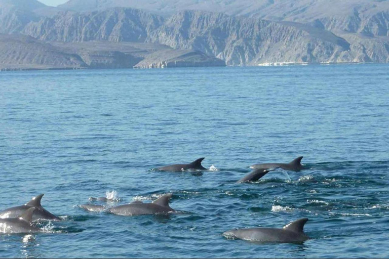 Salalah: Swimming with Dolphins with Lunch &amp; Pick up