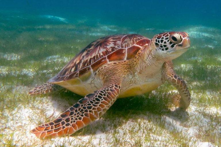 Galle Dutch Fort, Sea Turtle, River Safari & Beach Day Trip