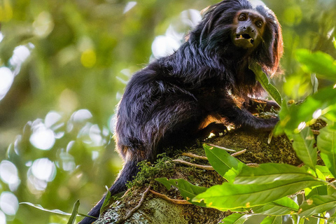 Observatie van zwarte leeuwtamarins in het wild