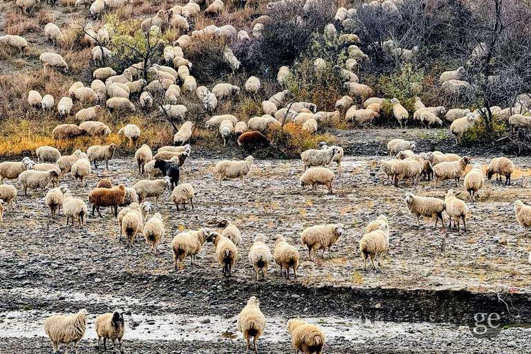 David Gareji, Rainbow Mountains & Tbilisi National park Tour
