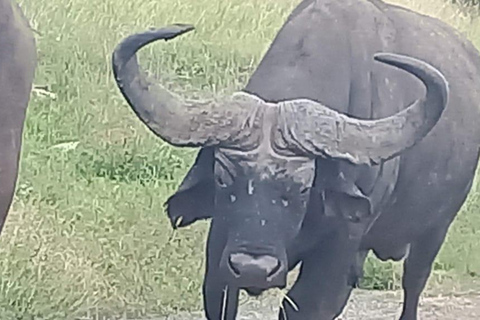 Nairobi park afternoon game drive with free airport pick up.