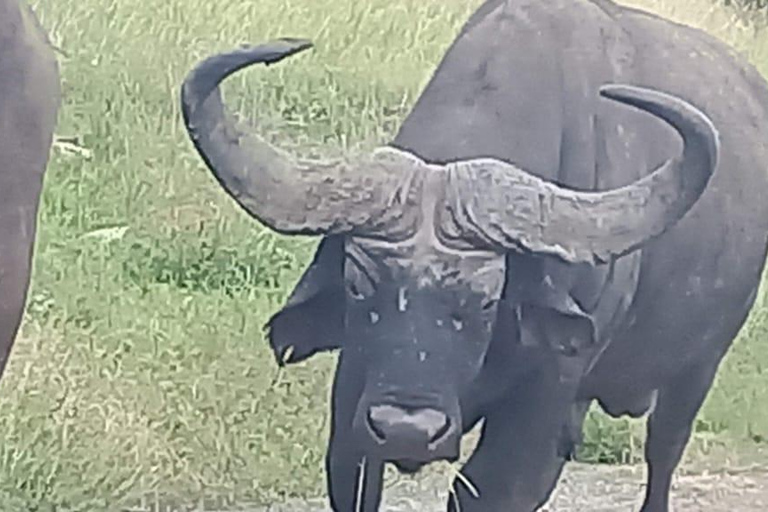 Nairobi park afternoon game drive with free airport pick up.