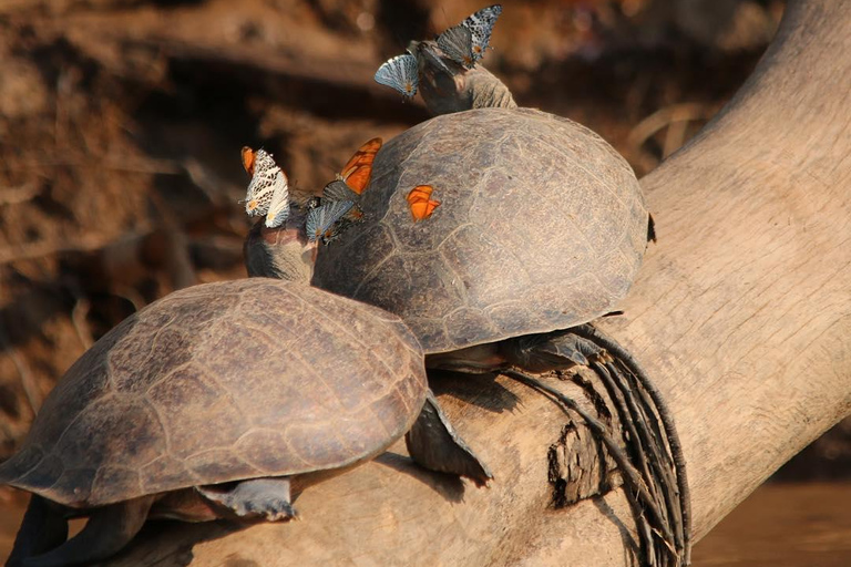 Puerto Maldonado: Tambopata River Sunset & Wildlife Safari