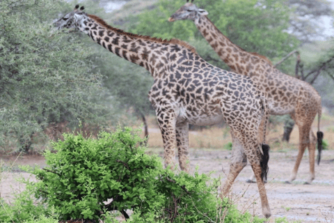 Tanzania: 10-Day Safari with Ngorongoro and Serengeti
