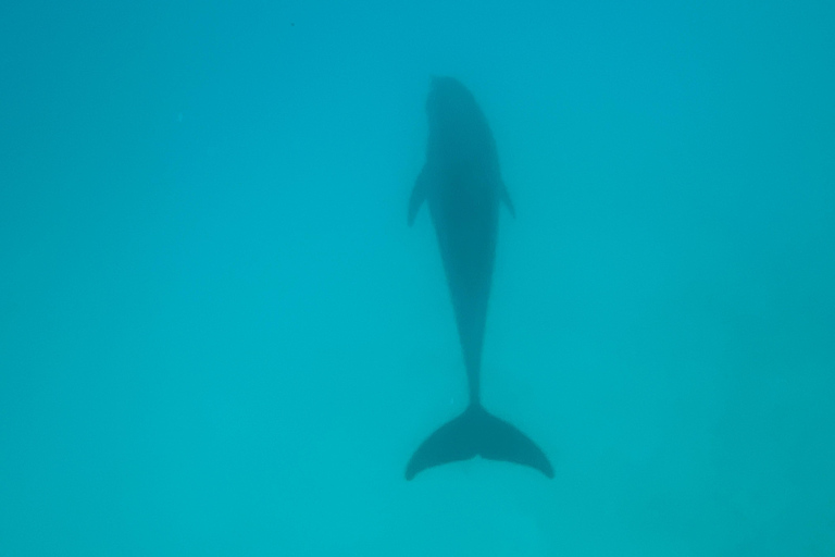 Mnemba dolphin &amp; snorkel: from matemwe, pwani, kwingwa, Uroa