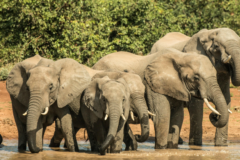 Johannesburg: 4-Day Kruger Safari & Panorama Route Tour