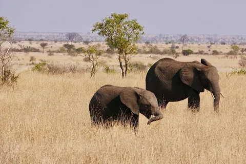 Day trip from Zanzibar to Nyerere National Park by flight