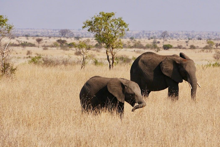 EXCURSION DE JOUR DE ZANZIBAR AU PARC NATIONAL DE NYERERE PAR VOL