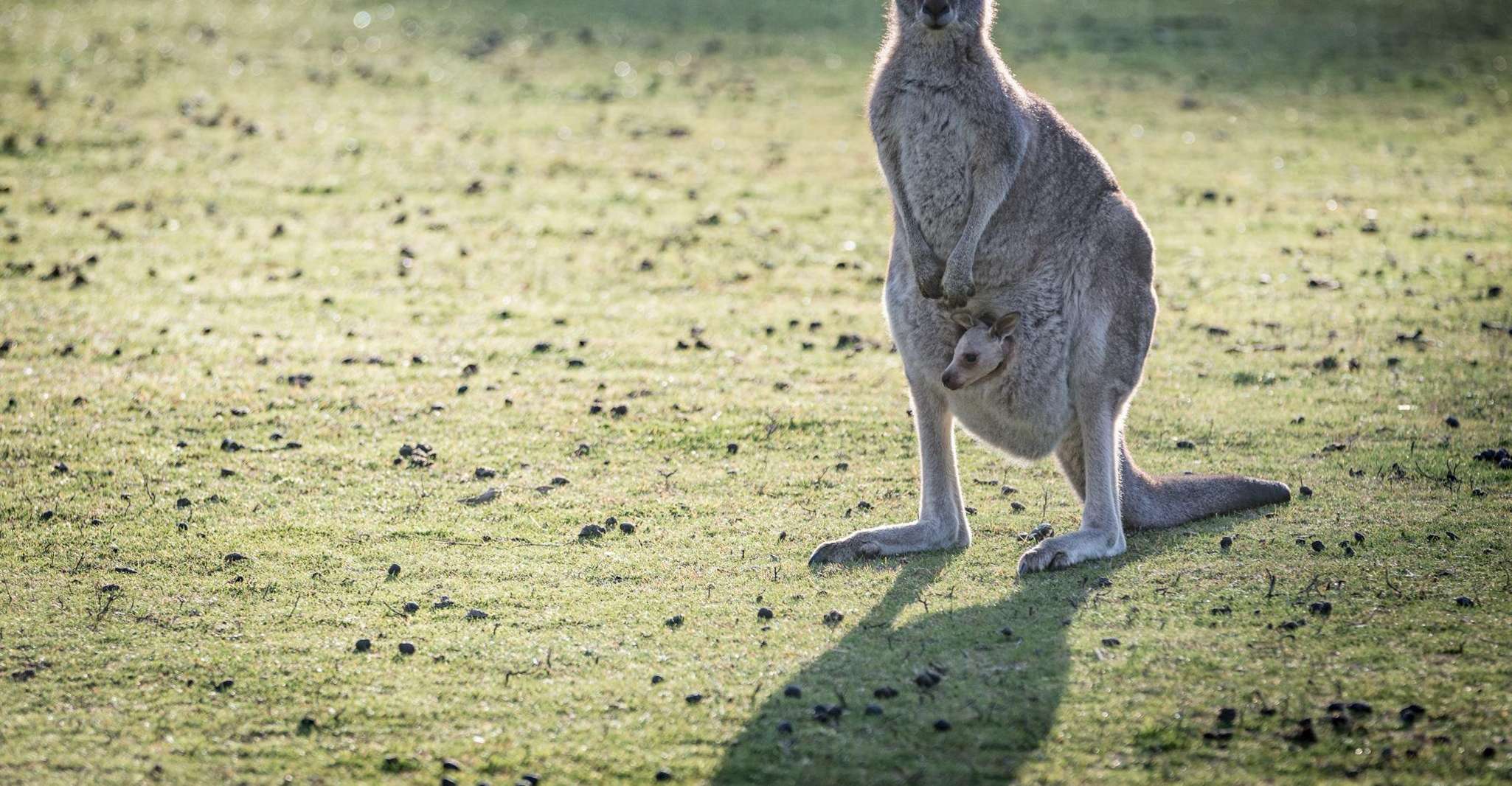 Melbourne: Yarra Valley Wine Bubbles & Kangaroos Tour photo 12