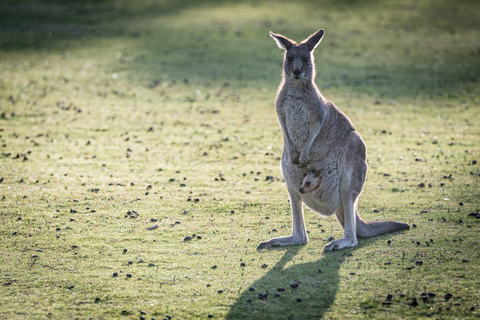 Melbourne: Yarra Valley Wine Bubbles & Kangaroos Tour