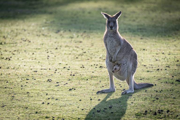 Melbourne: Yarra Valley Wine Bubbles & Kangaroos Tour