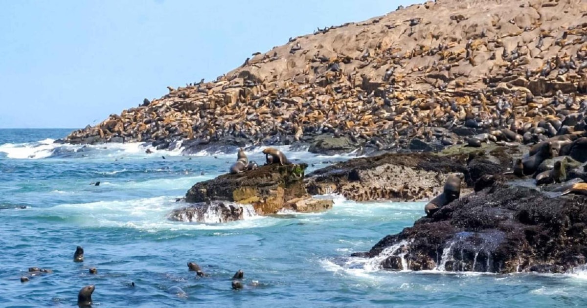 Passeio de lancha pelas Ilhas Palomino e nado leões marinhos