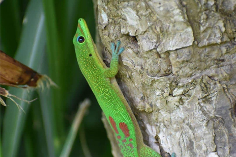 Kauai: Guided Hike and Waterfall Swim Kauai: Waterfall Swim and Hike