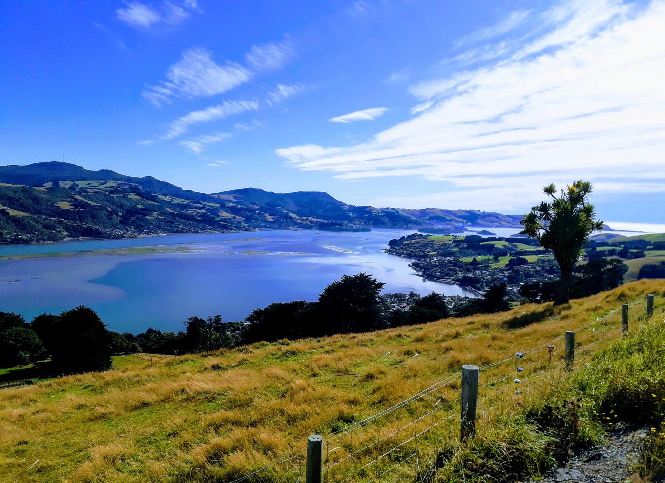 Fra Dunedin: By, Otago Peninsula & Albatross guidet tur