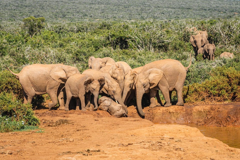 Port Elizabeth'ten: Addo Fil Ulusal Parkı Safari | GetYourGuide