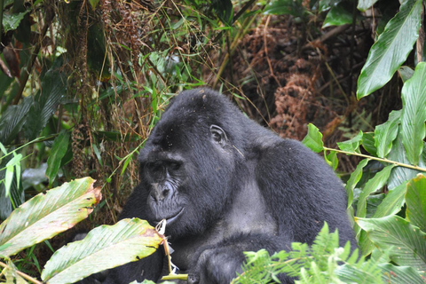 Uganda: 4-Day Bwindi Impenetrable Forest National Park Tour