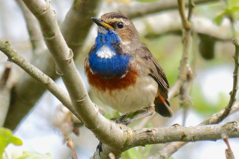 May 2025 Denmark: Birding Tour with Skagen Fuglefestival