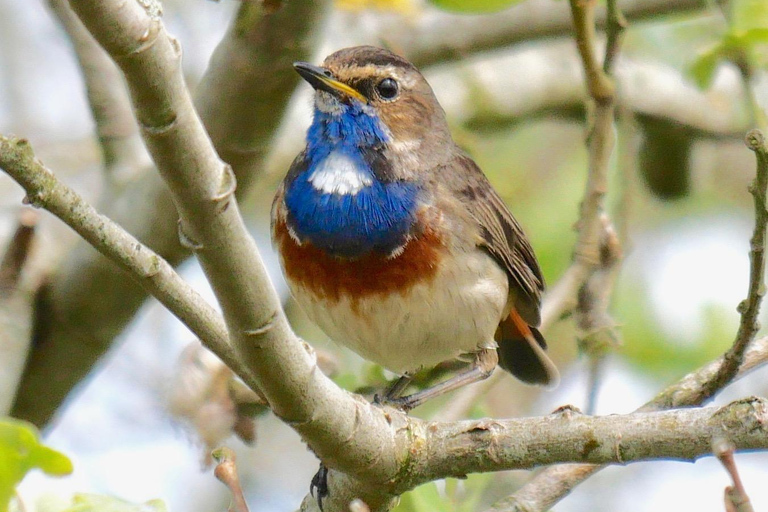 Mai 2025 Dänemark: Birding Tour mit Skagen Fuglefestival