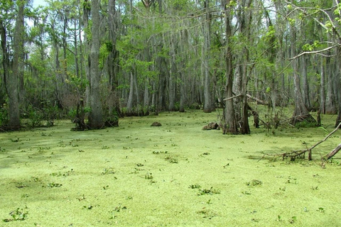 New Orleans: Honey Island Swamp Boat Tour with a Guide Tour with Meeting Point