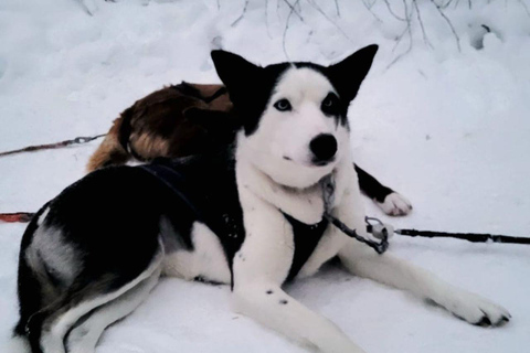 Husky Sledding Ride 1,5 km Family Trip Lapland: Husky Sled Ride with Guide