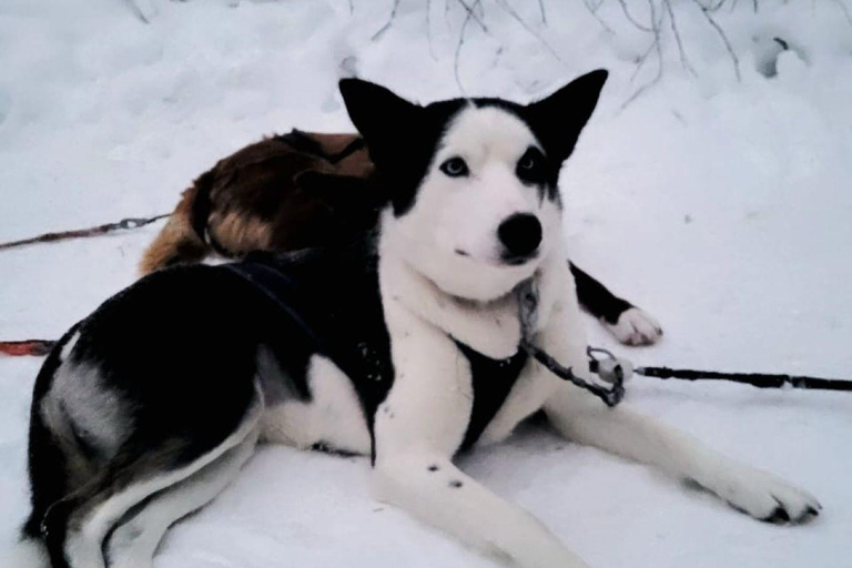 Husky Sledding Ride 1,5 km Family Trip Lapland: Husky Sled Ride with Guide